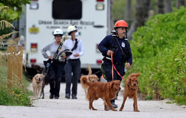 Rescue dogs outside the collapsed building.